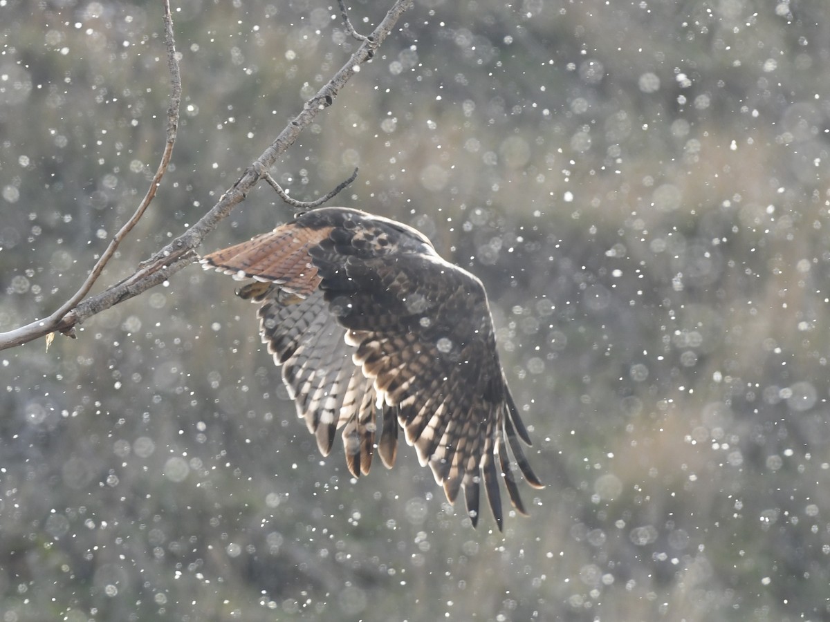 Red-tailed Hawk - ML646855378