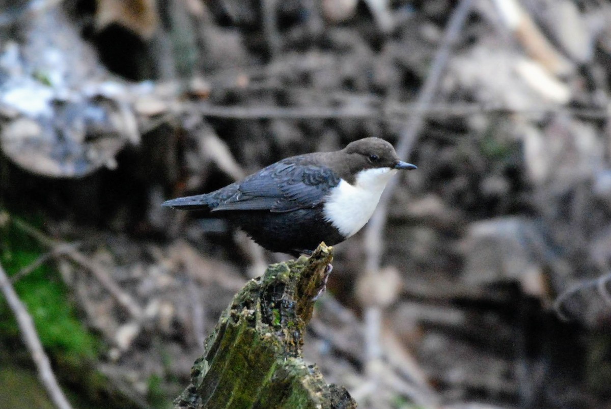 White-throated Dipper - ML646855379