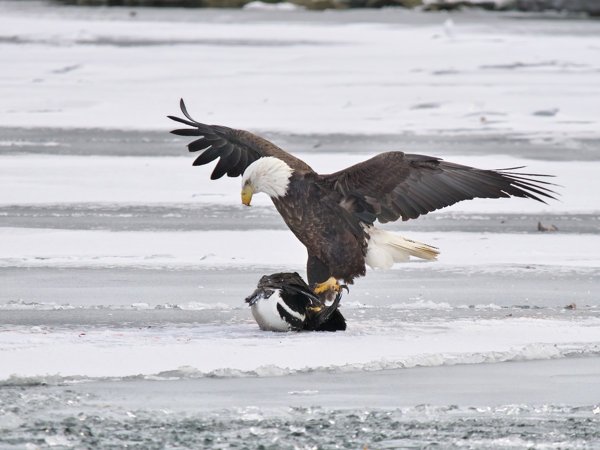 Bald Eagle - ML646855380