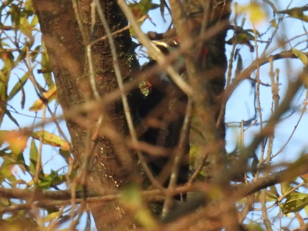 Picamaderos Norteamericano - ML646855381