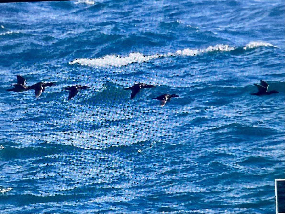 Macreuse à front blanc - ML646855386