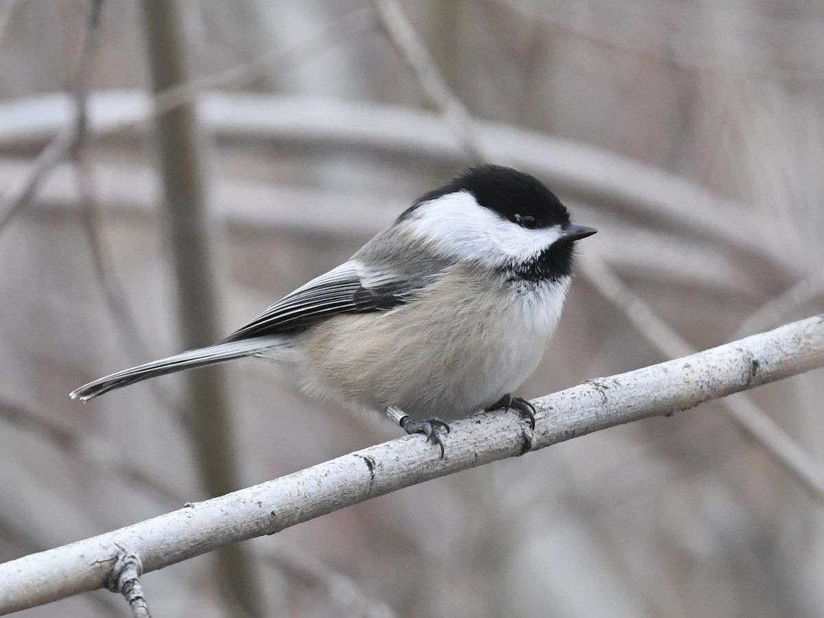 Black-capped Chickadee - ML646855388