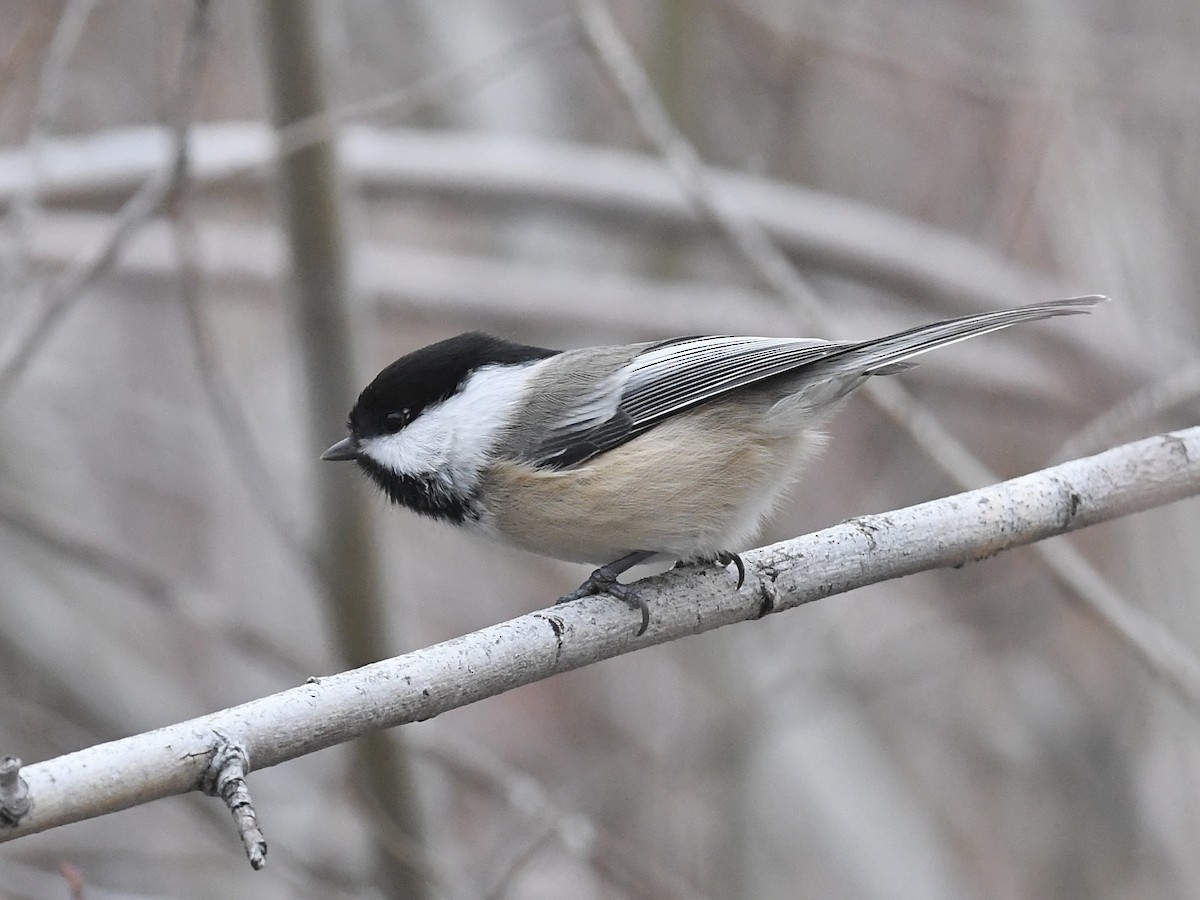 Black-capped Chickadee - ML646855389
