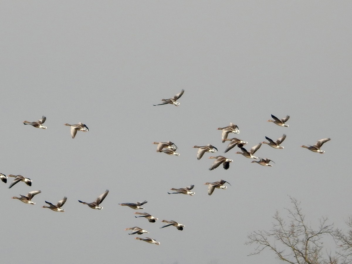 Oie cendrée - ML646855390