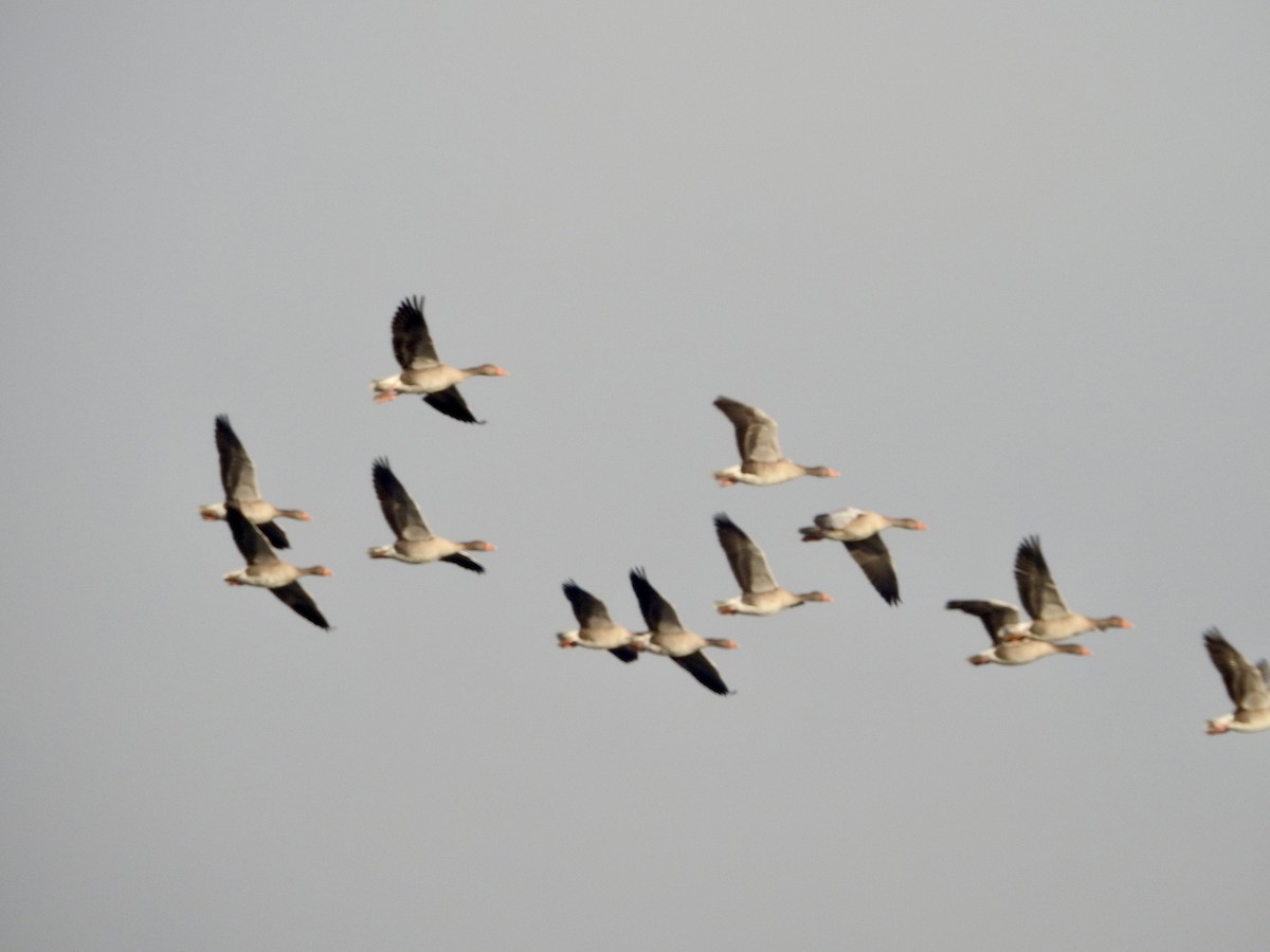 Oie cendrée - ML646855391