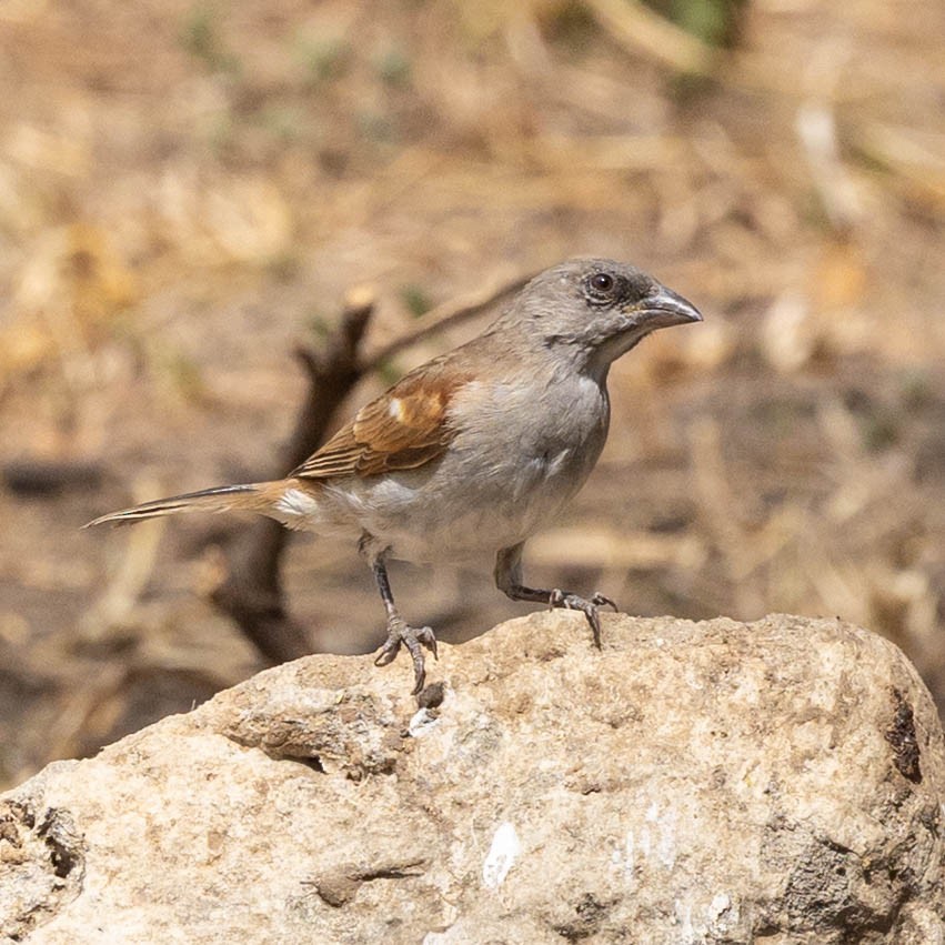 Northern Gray-headed Sparrow - ML646855392
