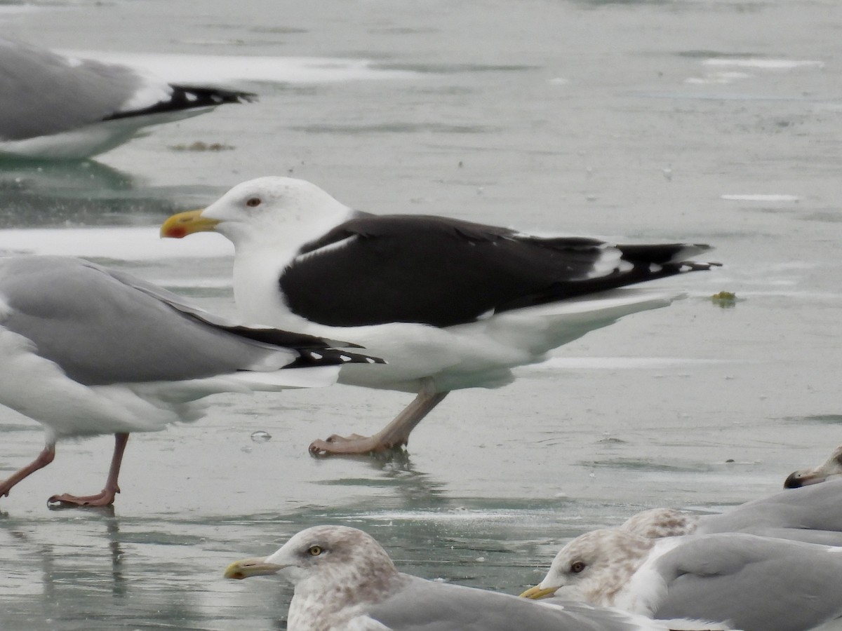 Gavión Atlántico - ML646855393