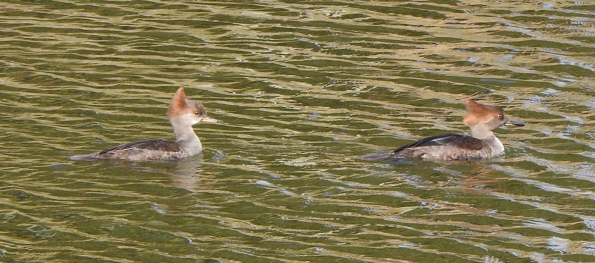 Serreta Capuchona - ML646855394