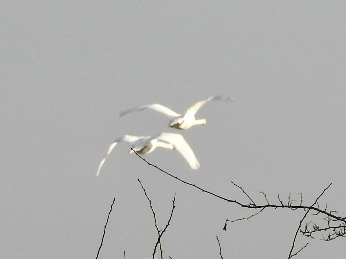 Cisne Vulgar - ML646855395