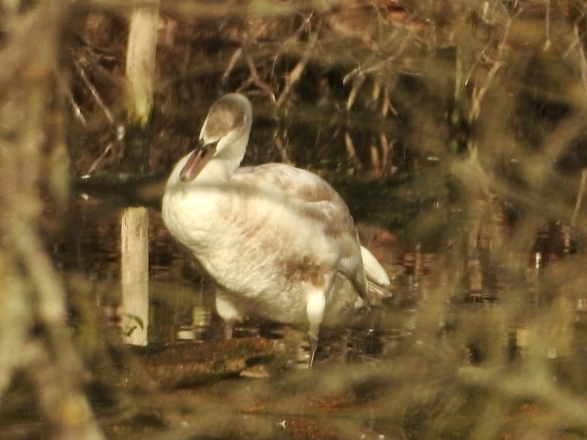 Cisne Vulgar - ML646855396