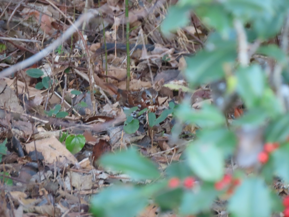 Chingolo Zorruno (iliaca/zaboria) - ML646855397