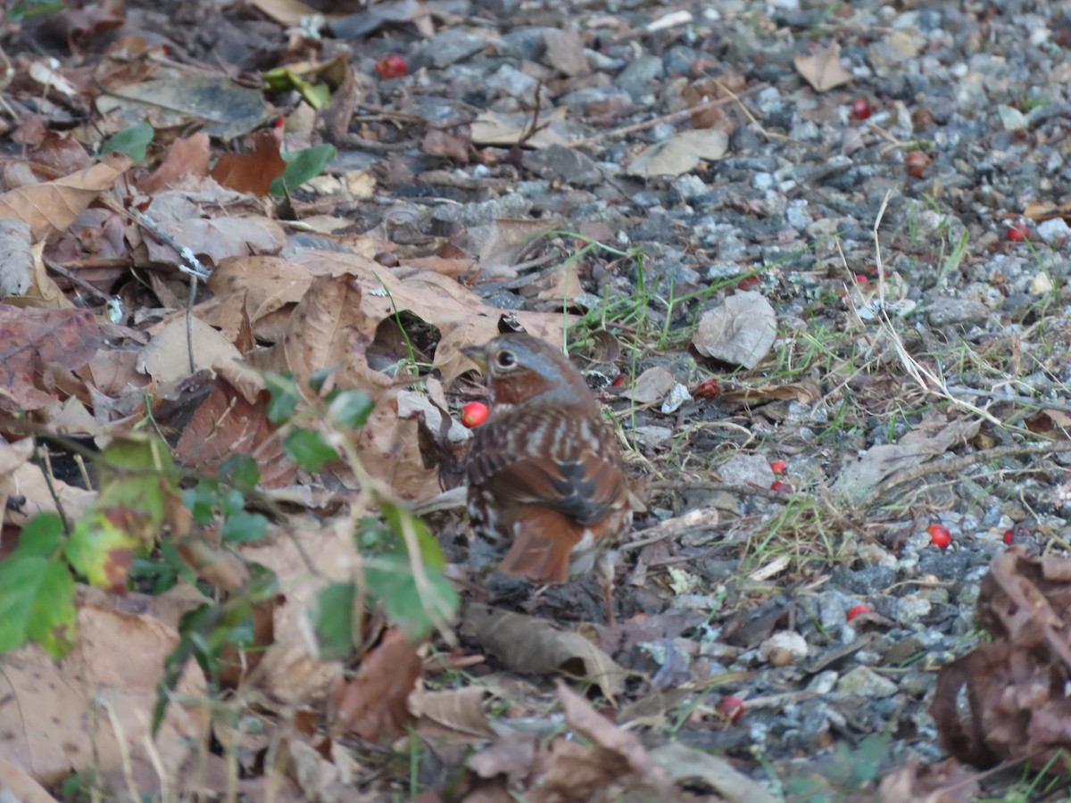 Chingolo Zorruno (iliaca/zaboria) - ML646855398