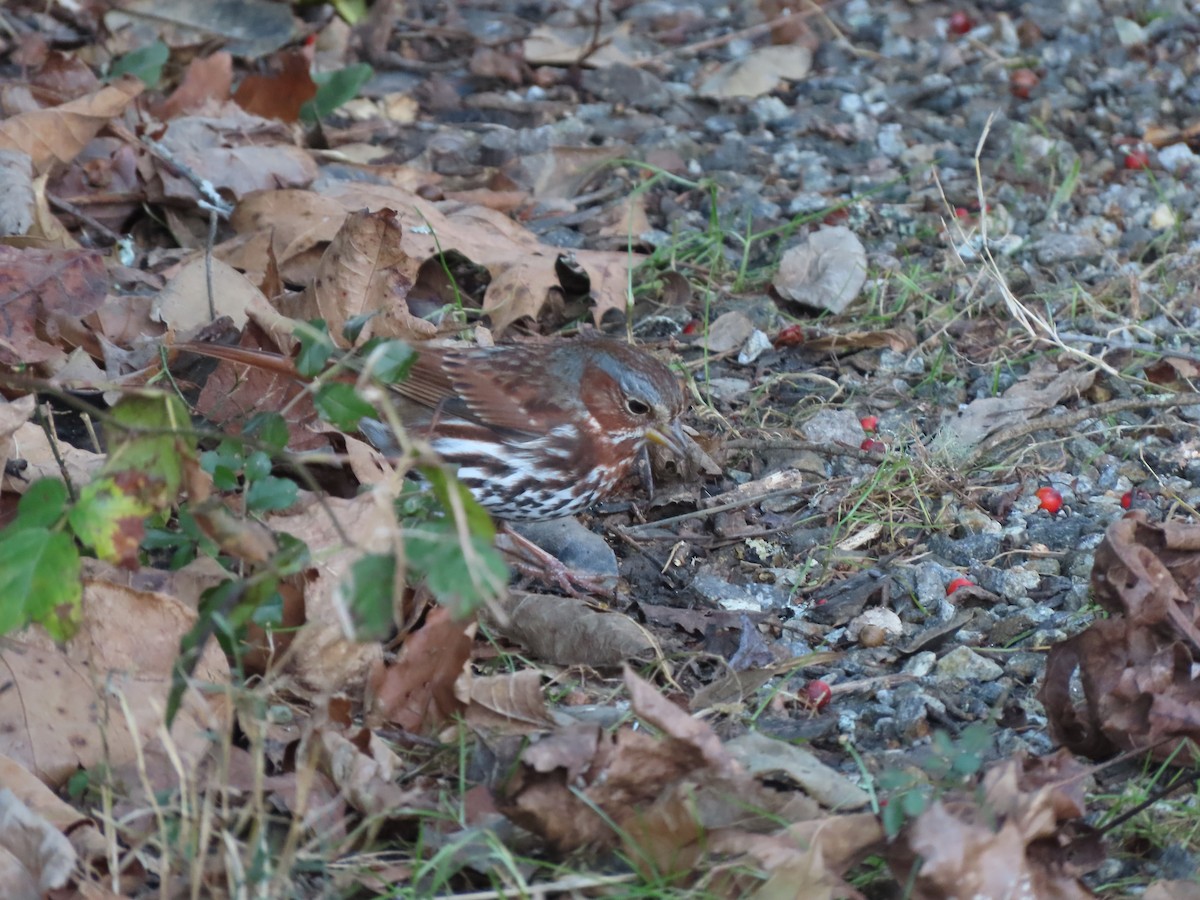 Chingolo Zorruno (iliaca/zaboria) - ML646855399