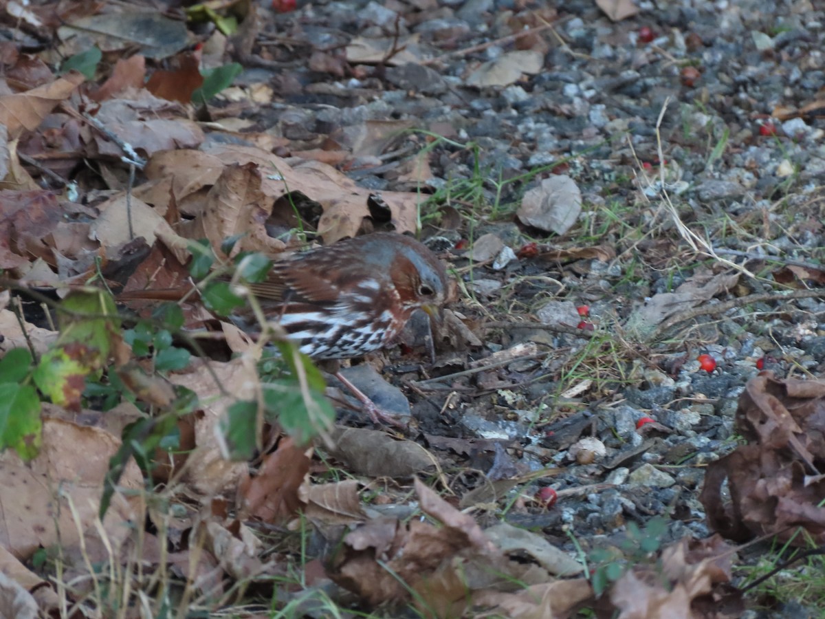 Chingolo Zorruno (iliaca/zaboria) - ML646855400