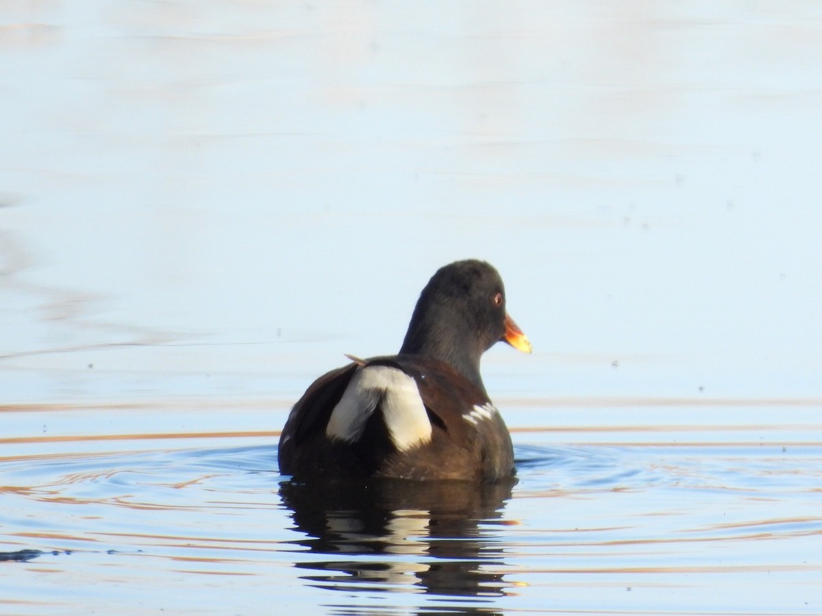 Gallineta Común - ML646855401