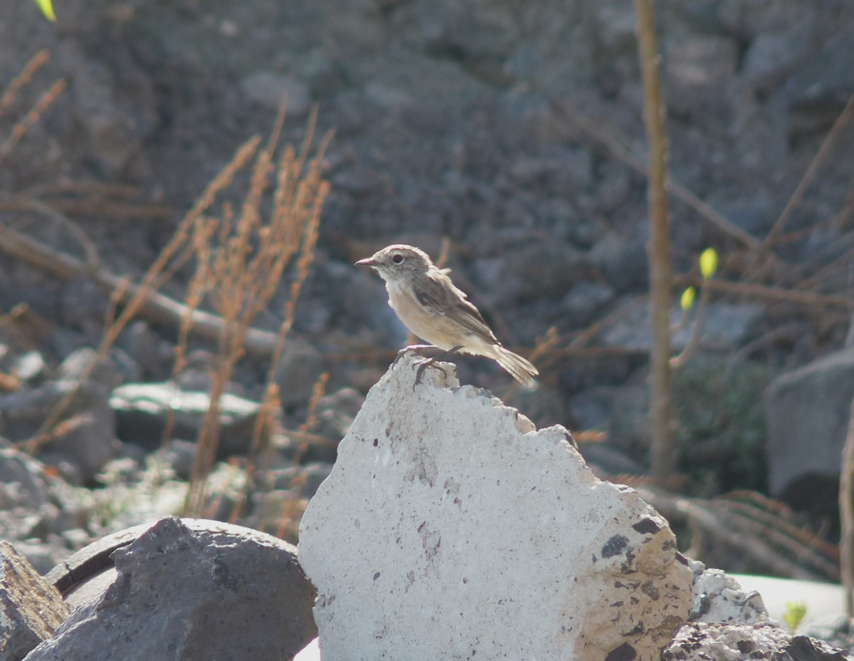 Tarabilla Canaria - ML646855402