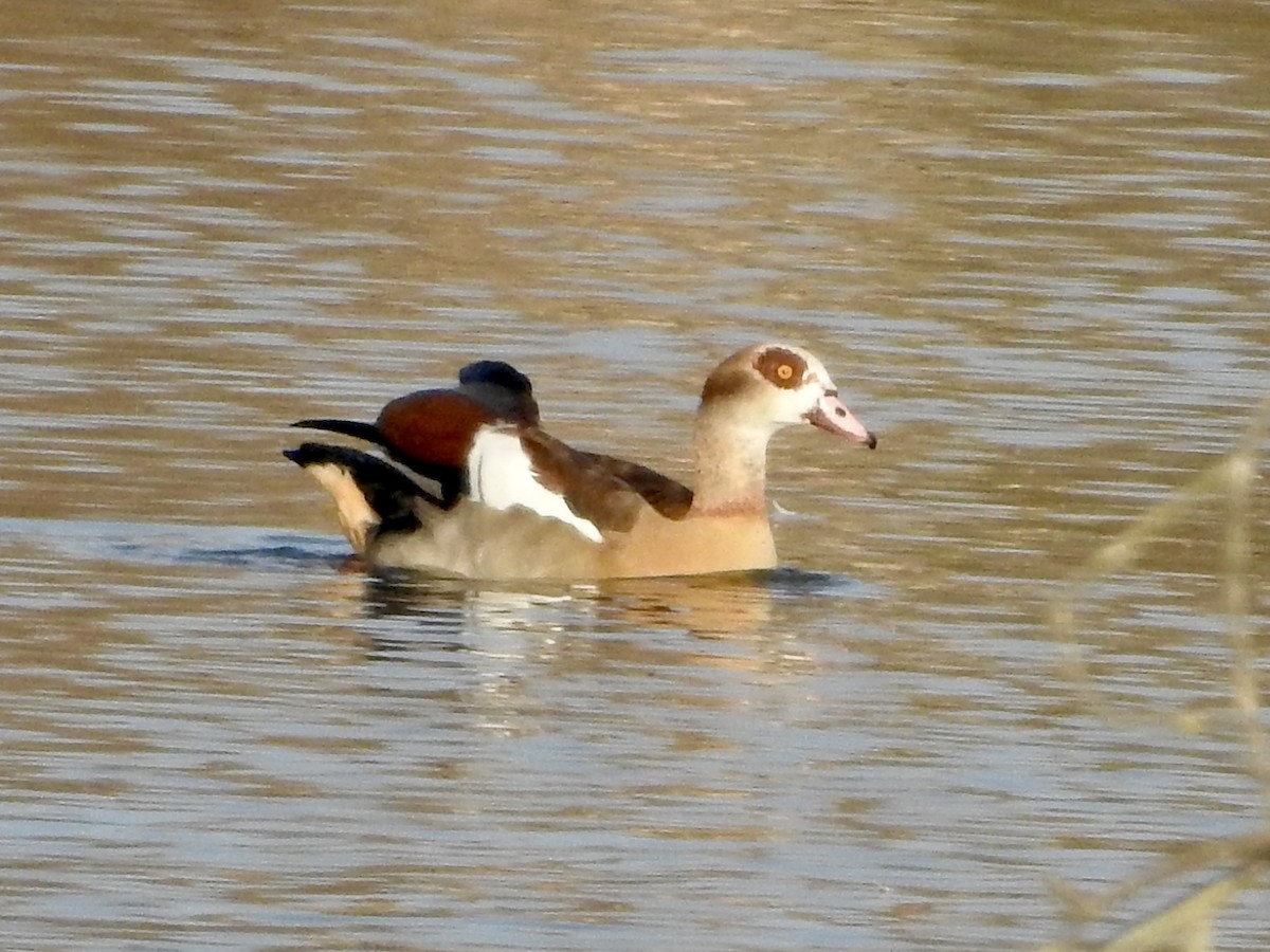 Ganso del Nilo - ML646855403