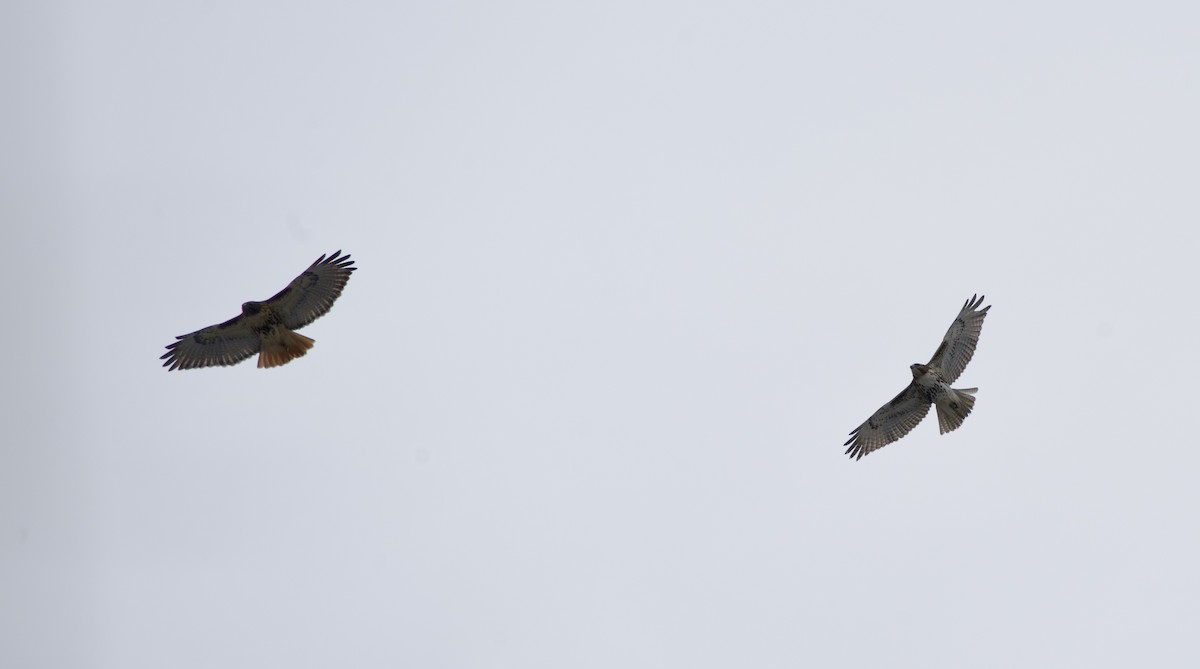 Busardo Colirrojo - ML646855404