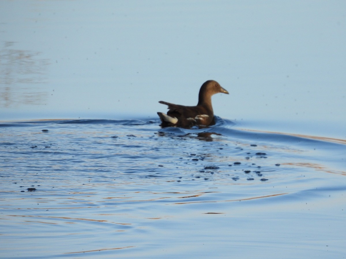 Gallineta Común - ML646855409