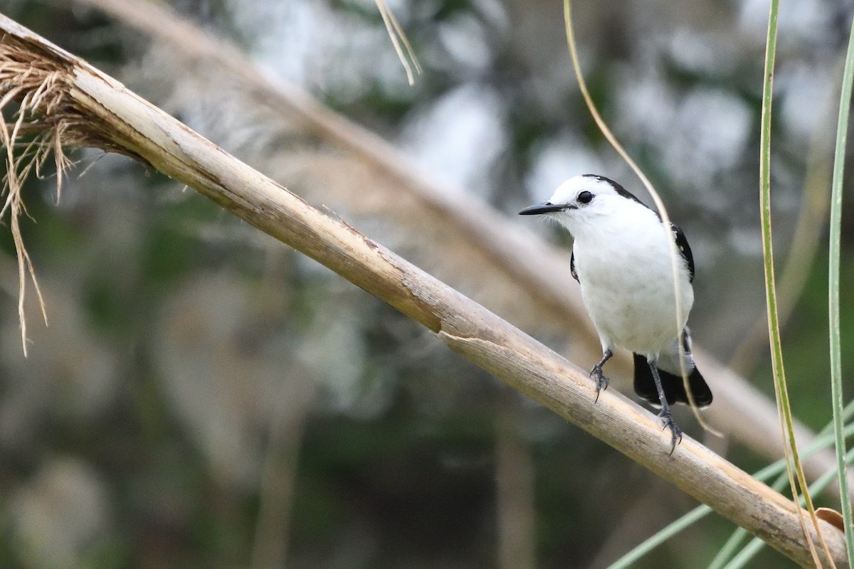 Viudita Dorsinegra - ML646855410