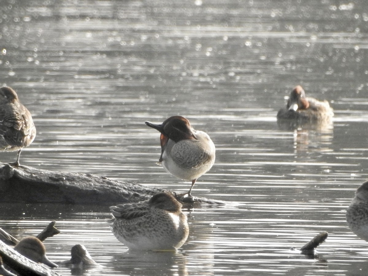 Cerceta Común - ML646855411