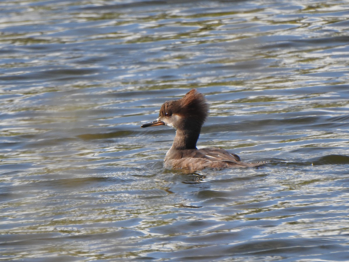 Serreta Capuchona - ML646855412