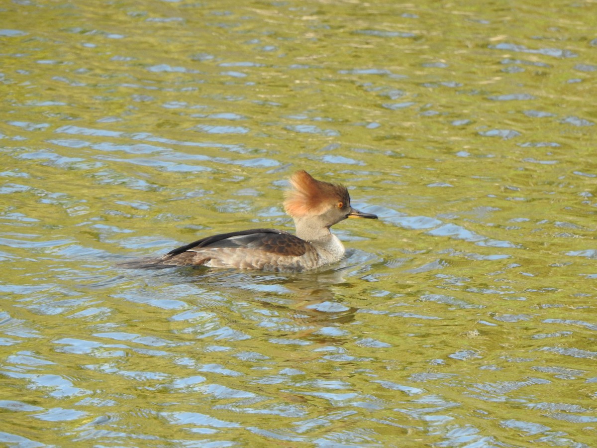 Serreta Capuchona - ML646855413