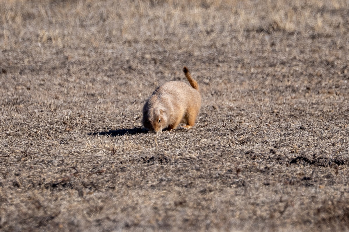 Black-tailed Prairie Dog - ML646855416