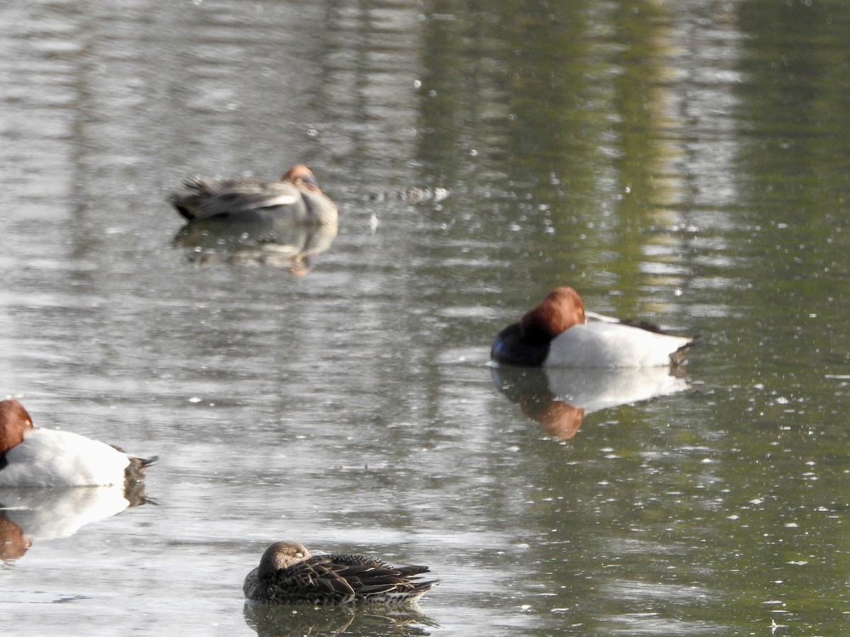 Porrón Europeo - ML646855417