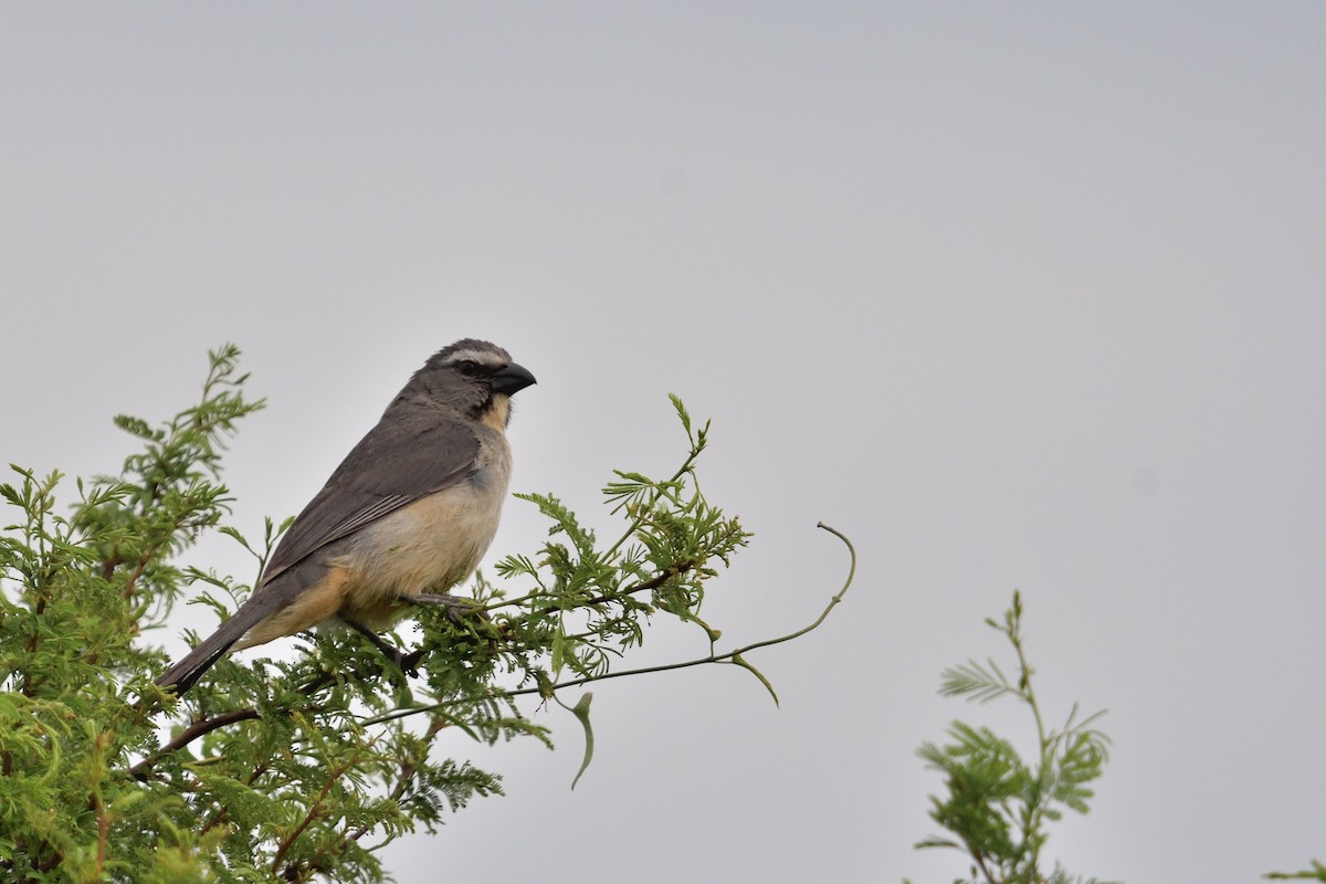 Bluish-gray Saltator - ML646855422