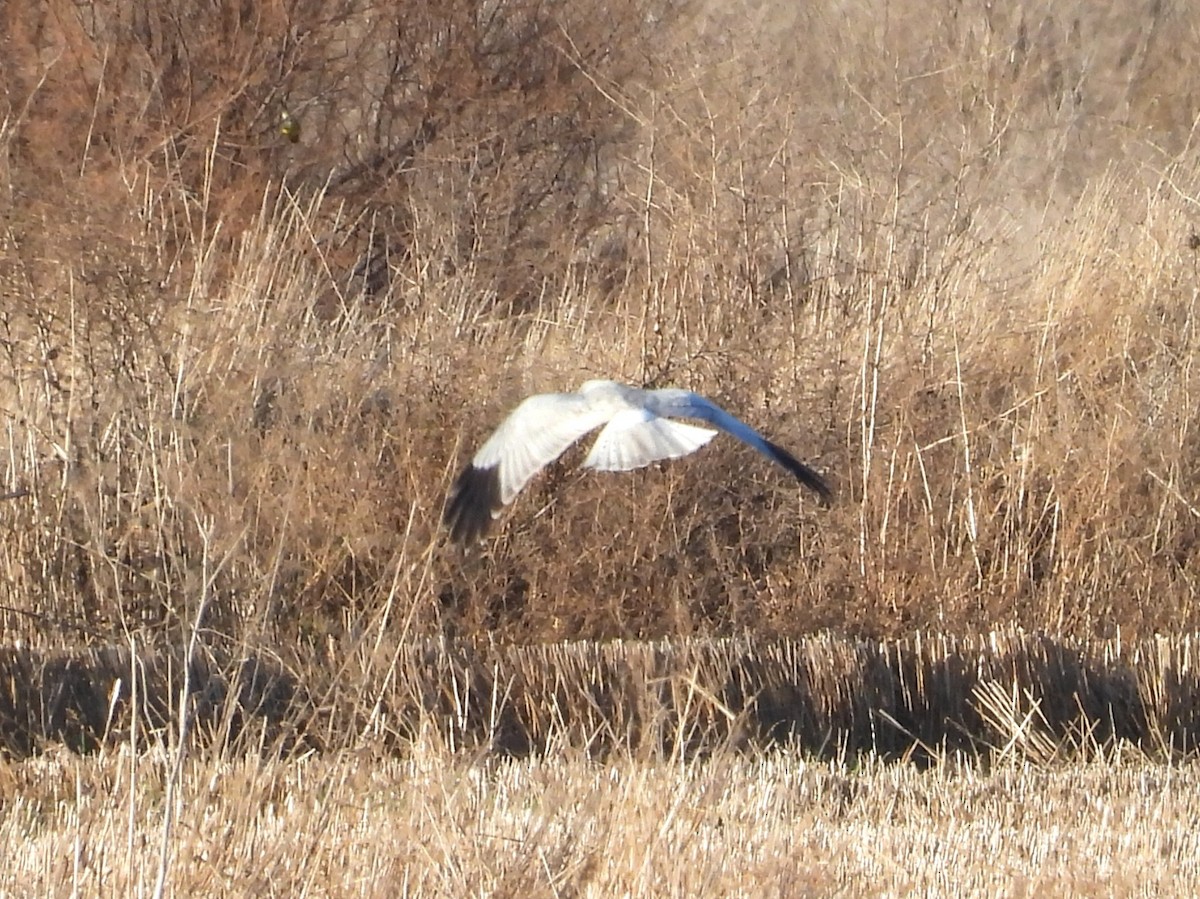 Hen Harrier - ML646855427