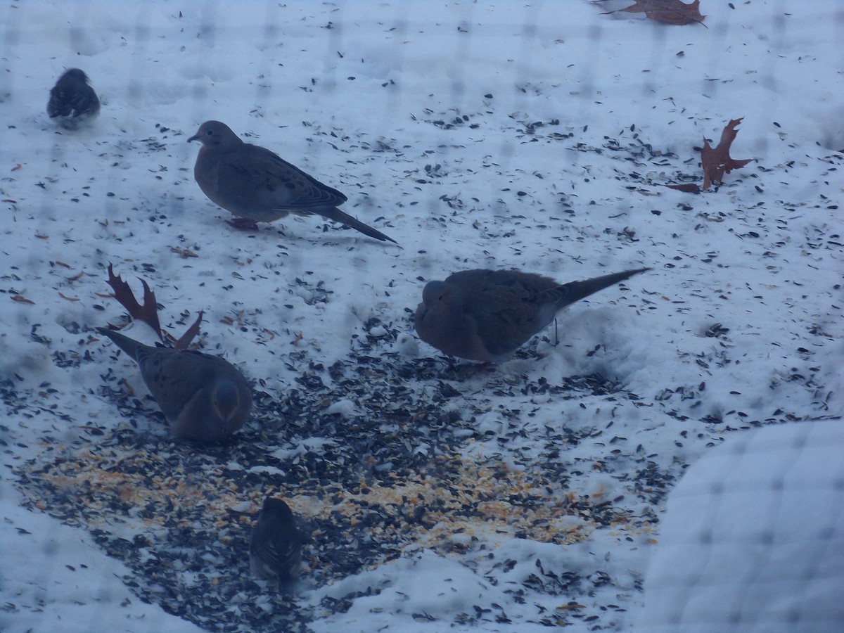 ナゲキバト - ML646855428