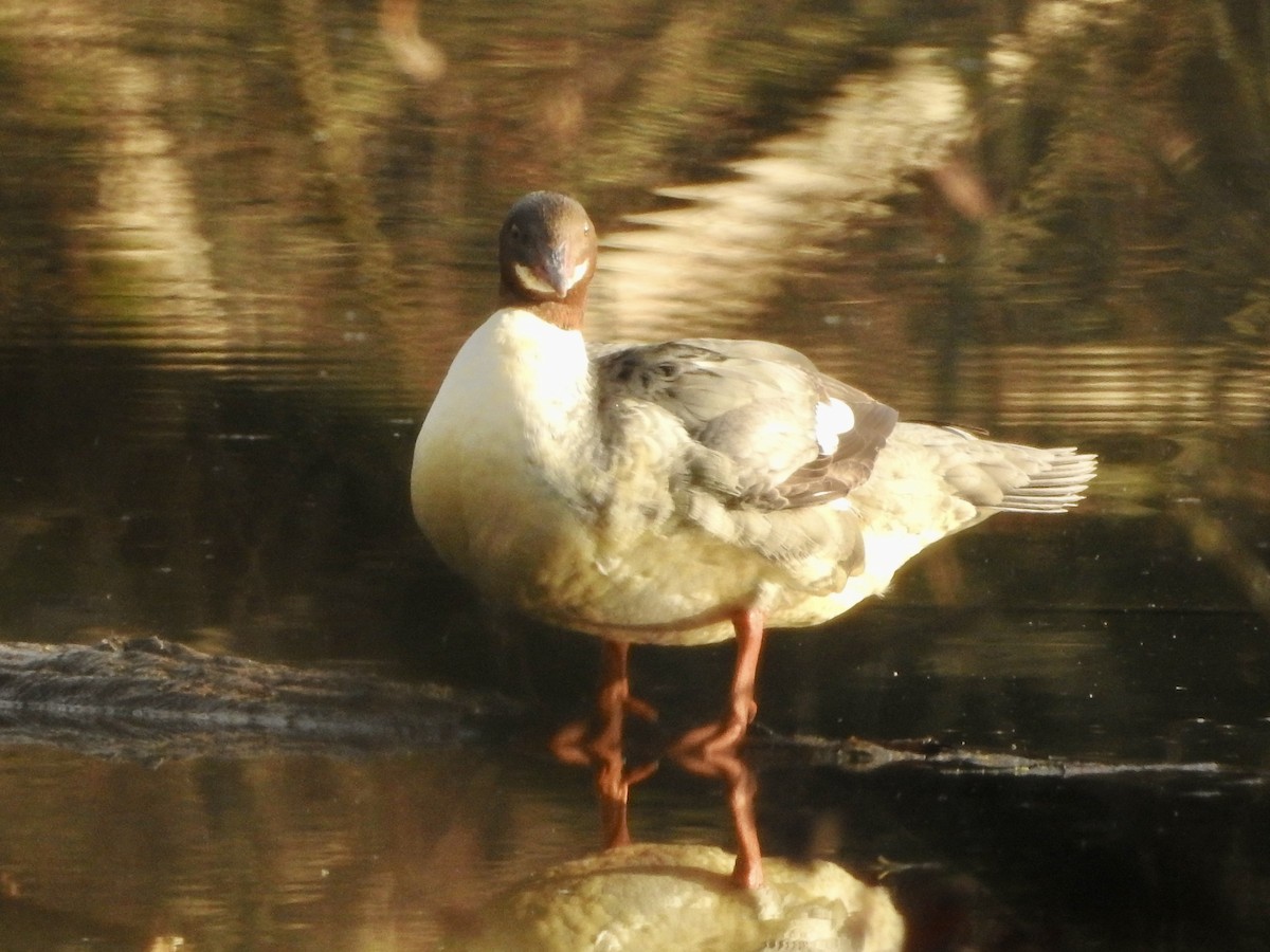 Common Merganser - ML646855429