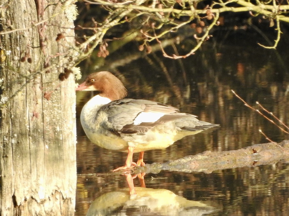 Common Merganser - ML646855430