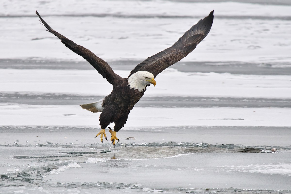 Bald Eagle - ML646855431