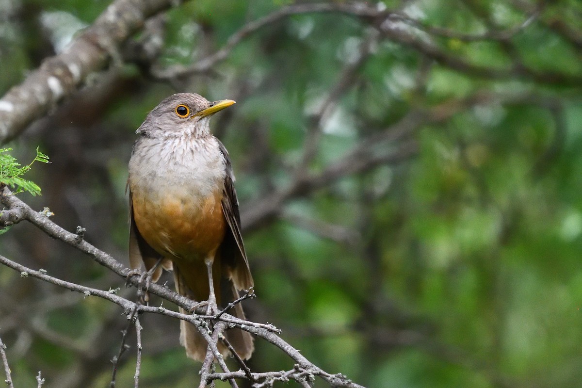 Rufous-bellied Thrush - ML646855434
