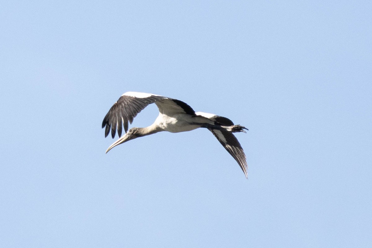 Wood Stork - ML646855435