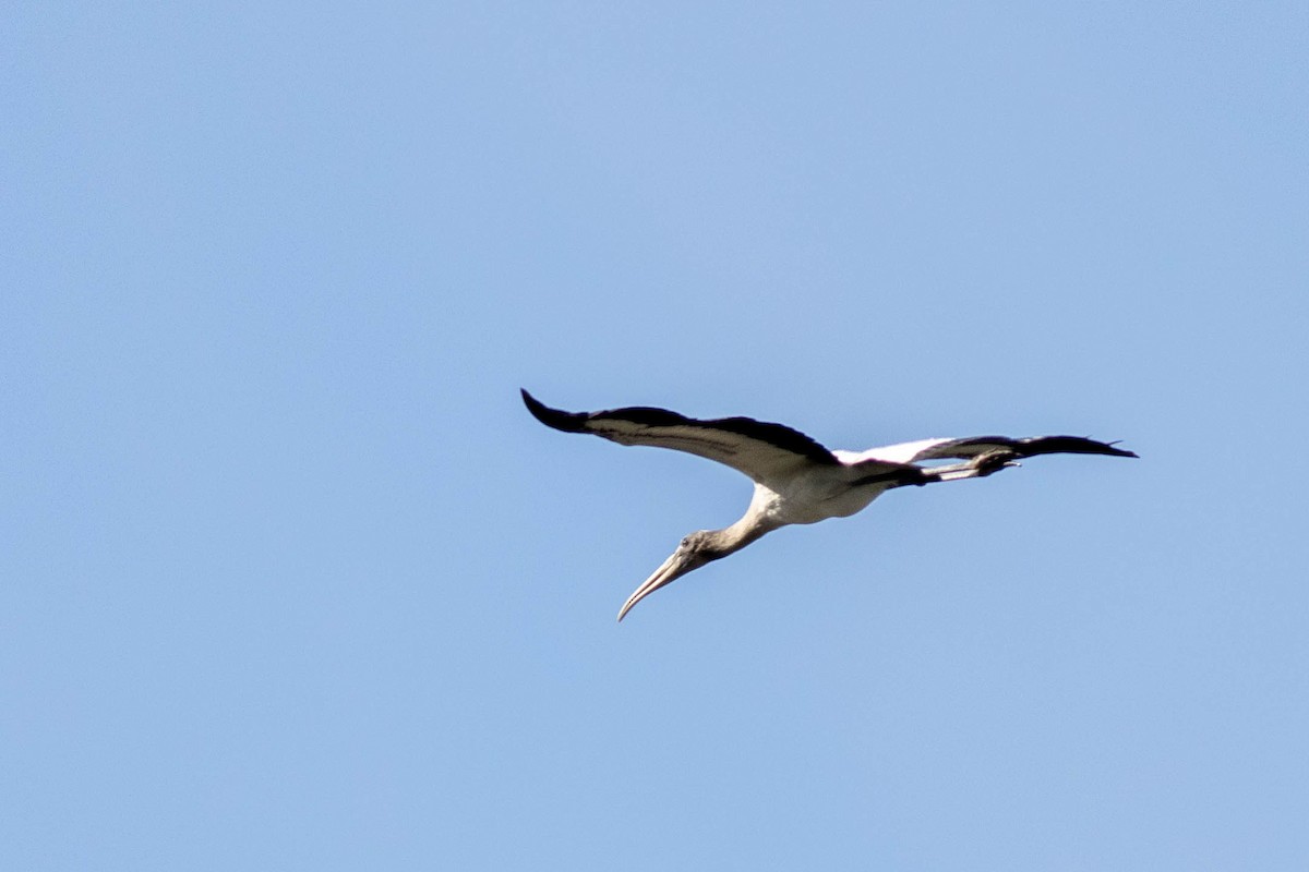 Wood Stork - ML646855436