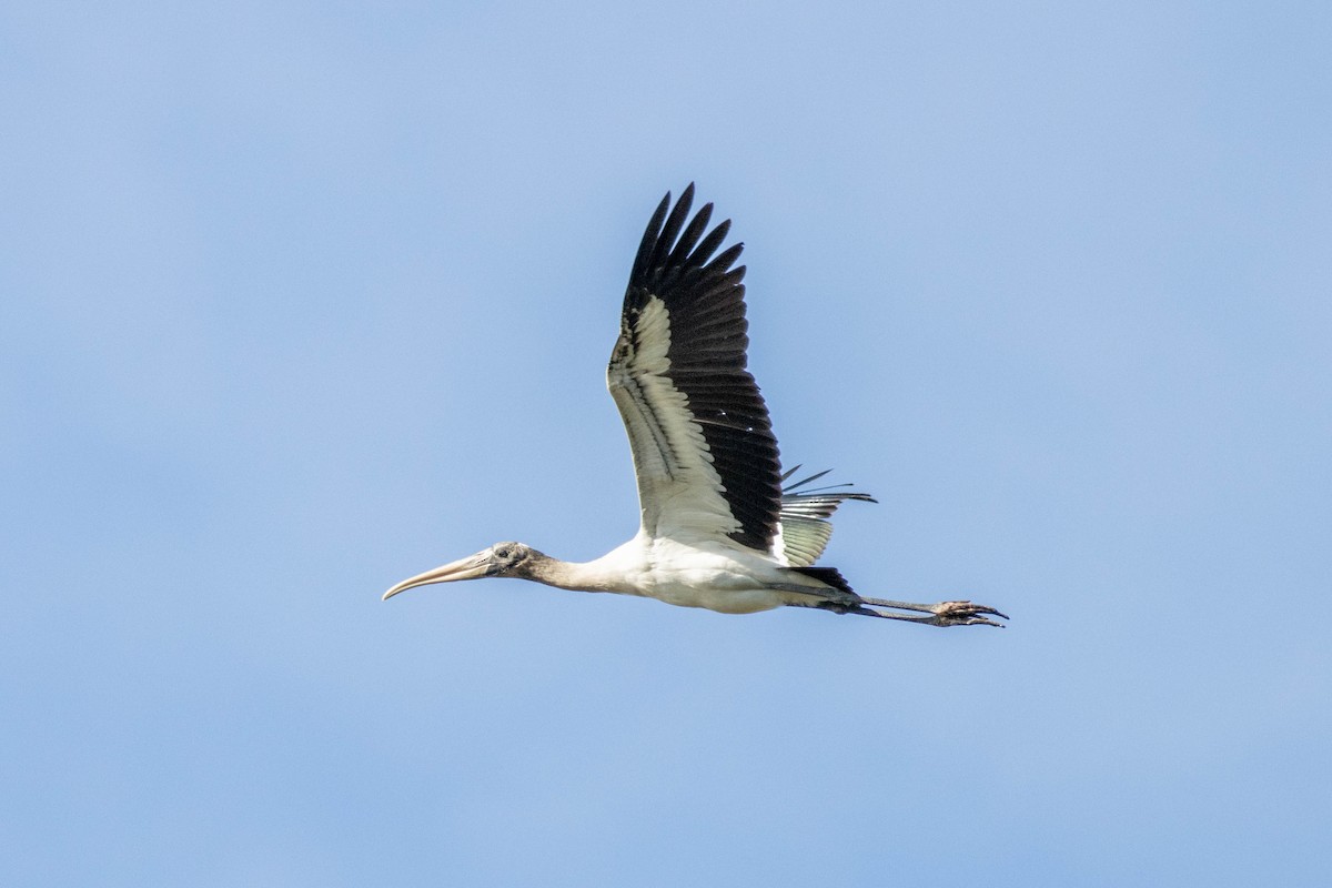 Wood Stork - ML646855437