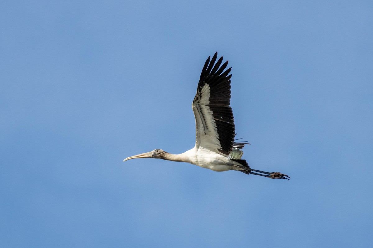 Wood Stork - ML646855438