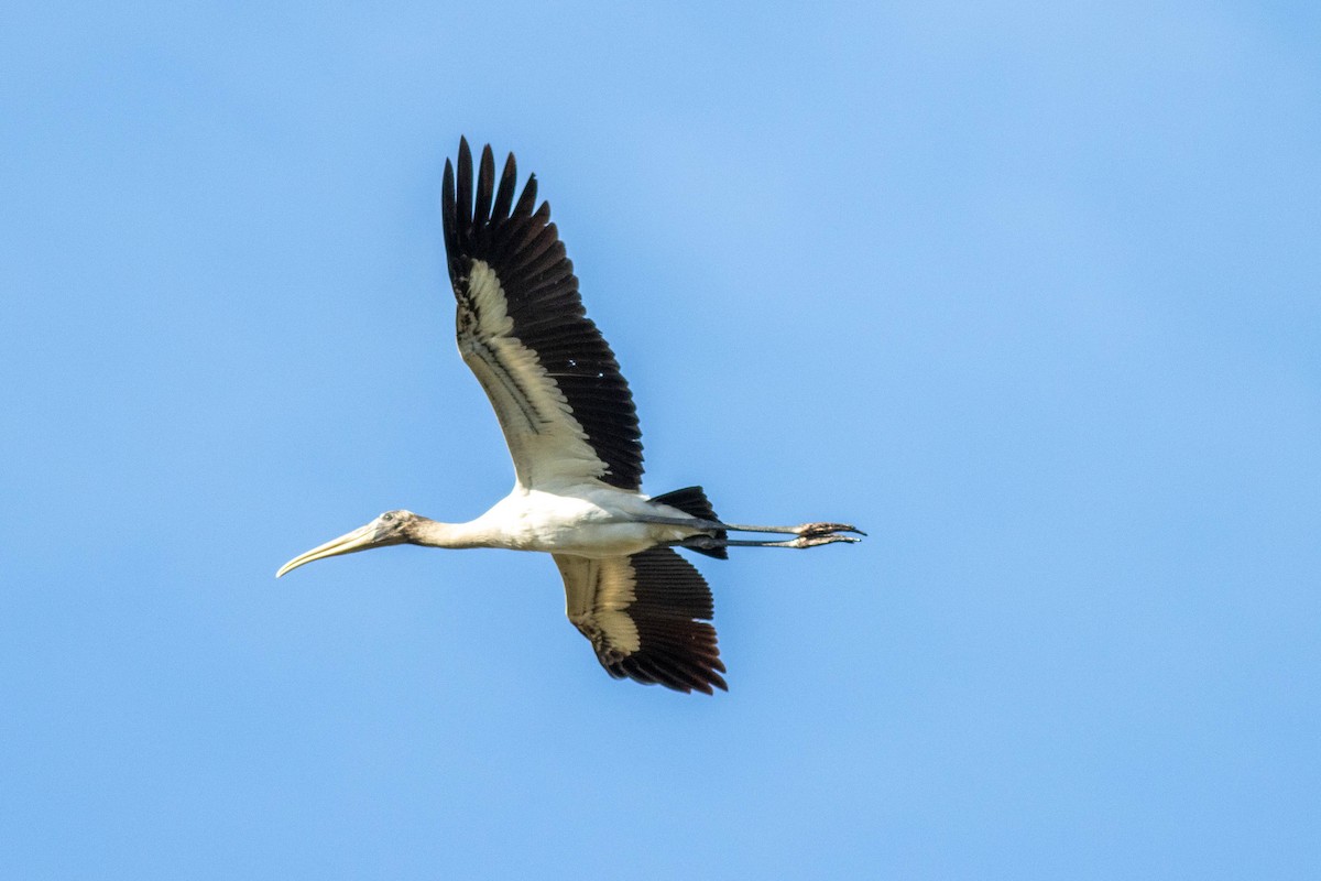 Wood Stork - ML646855439