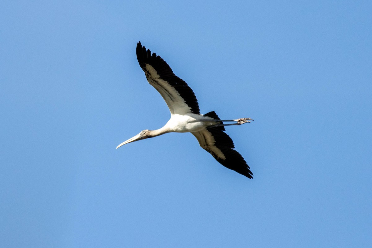 Wood Stork - ML646855440