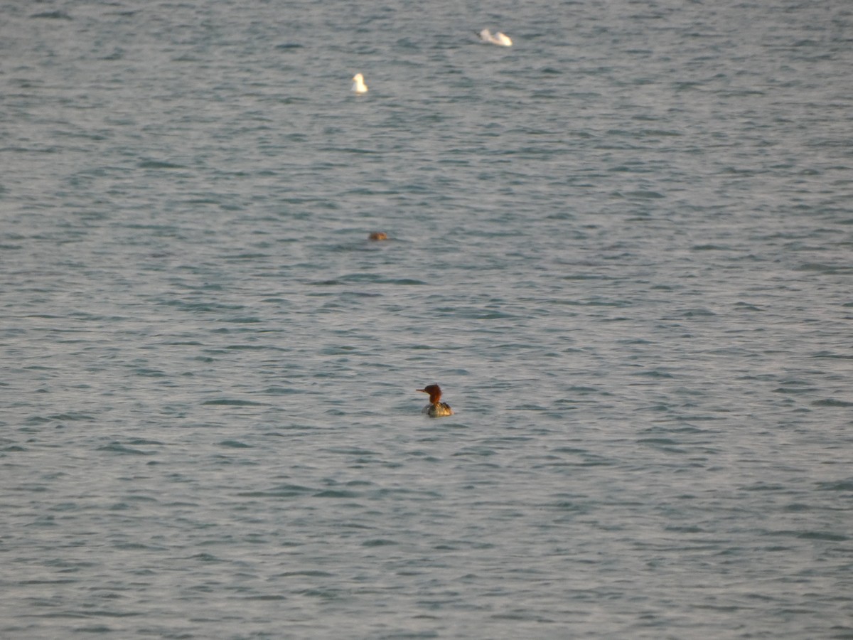 Common Merganser - ML646855443