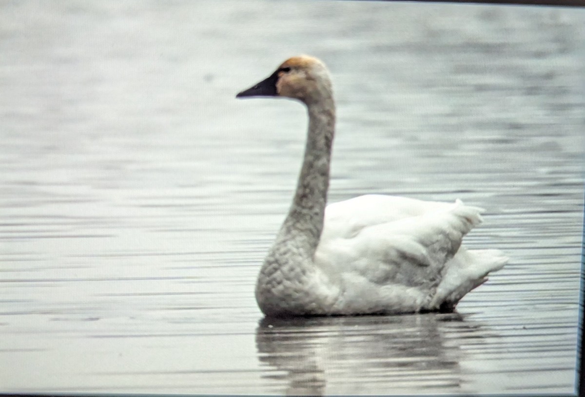 小天鵝 - ML646855444