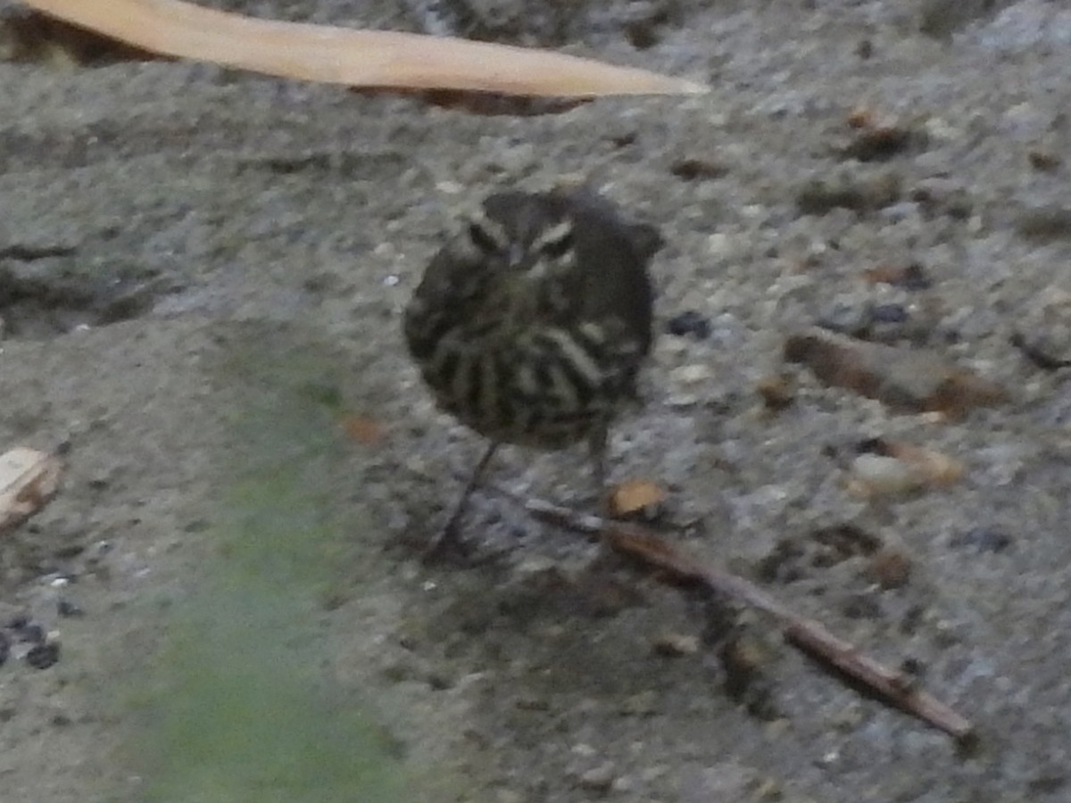 Northern Waterthrush - ML646855445