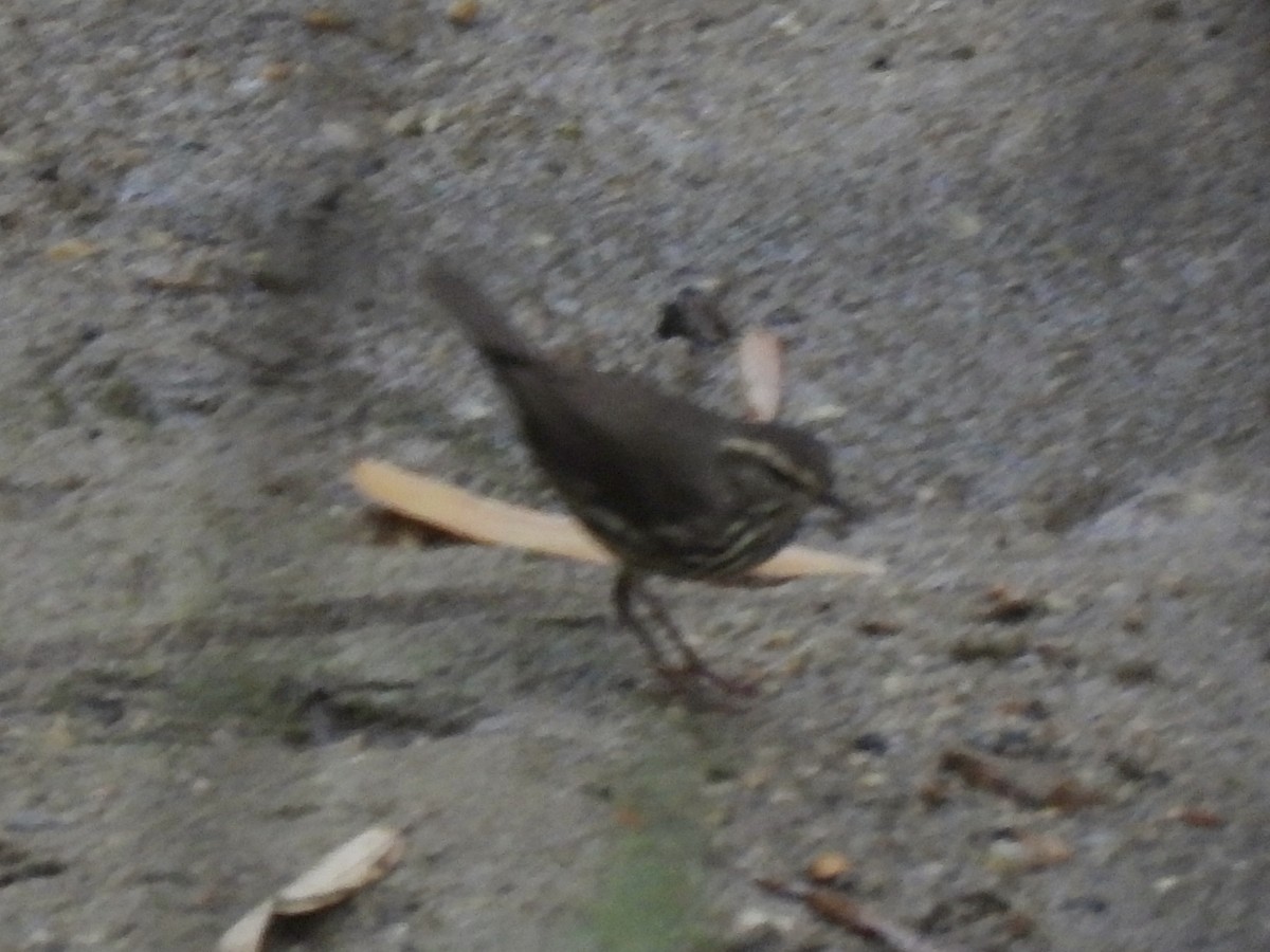 Northern Waterthrush - ML646855446