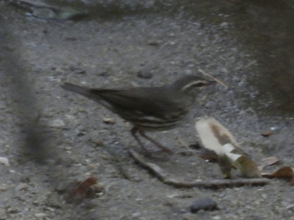 Northern Waterthrush - ML646855447