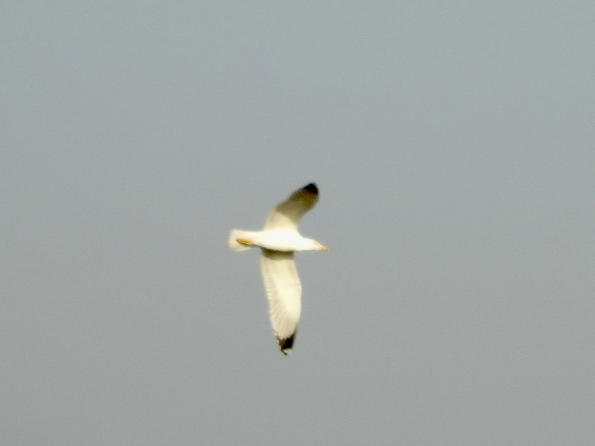 Yellow-legged Gull - ML646855449