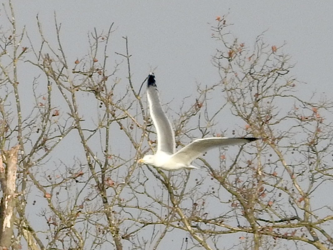 Yellow-legged Gull - ML646855450