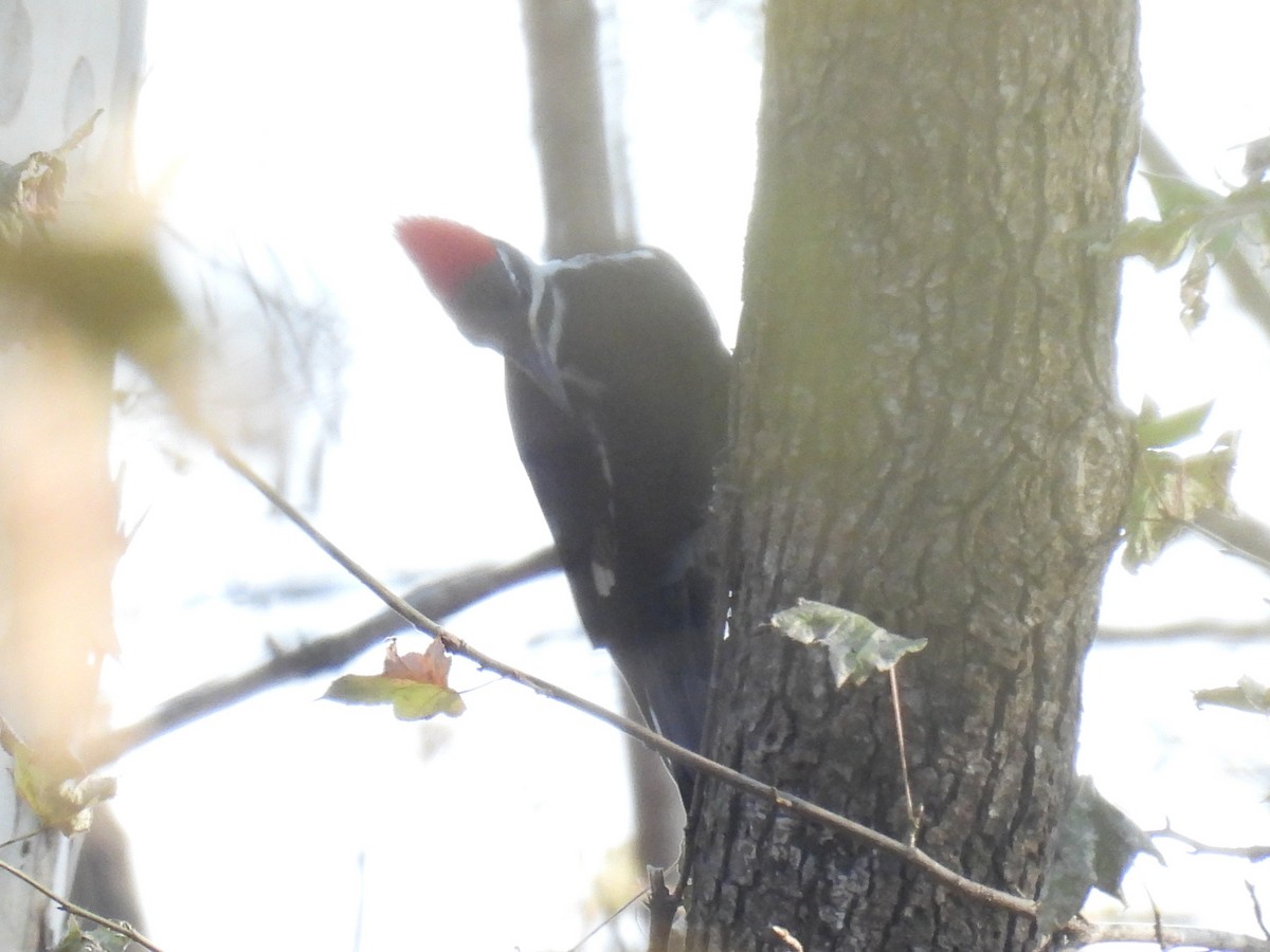 Picamaderos Norteamericano - ML646855452